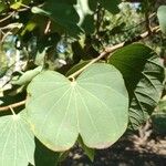 Bauhinia purpurea Blad