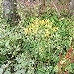 Senecio cacaliaster Hábito