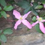 Clematis montana Квітка