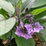 Solanum melongena Flower