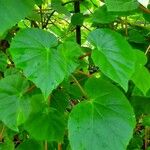 Begonia formosana Leaf