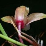 Maxillaria sanguinea Cvet