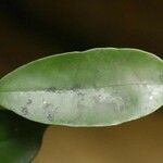 Micropholis guyanensis 葉