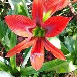 Hippeastrum puniceum Floare