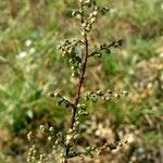 Artemisia scoparia Flower