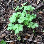 Sanicula crassicaulis Plante entière