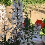 Cleome dodecandra Агульны выгляд