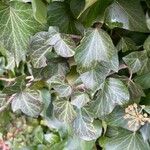 Hedera colchica Hoja