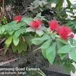 Calliandra tergemina List