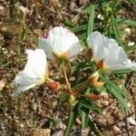 Cistus libanotis Virág