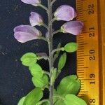 Polygala panamensis Flor
