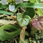 Cochlearia danica ഇല