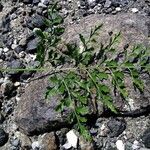 Asplenium cuneifolium Feuille