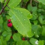 Ilex mucronata Leaf