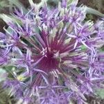 Allium cristophii Цветок