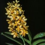 Ascocentrum miniatum Flower
