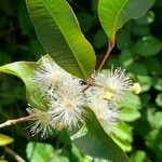 Blepharocalyx salicifolius Flower