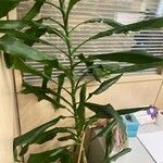 Dracaena fragrans List