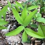 Uvularia sessilifolia Blatt