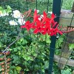 Crocosmia × crocosmiifloraVirág