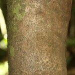 Himatanthus bracteatus Bark