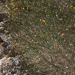 Bebbia juncea Dalc'h
