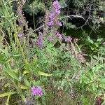 Lythrum virgatumHabit