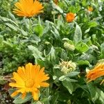 Calendula algeriensis Fiore