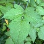 Rubus occidentalis Fuelha