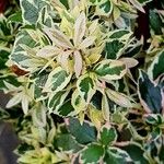 Euonymus fortunei Liść