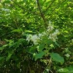 Ligustrum sinenseΛουλούδι