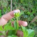 Ageratum conyzoides Bloem