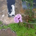 Verbena bonariensisFlor