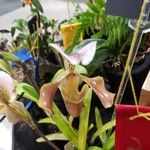 Paphiopedilum gratrixianum Flor