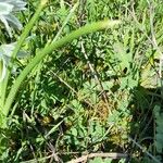 Ornithogalum nutans Leaf