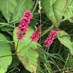 Persicaria orientalis Ліст