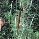 Typha angustifolia Ліст