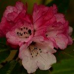 Rhododendron pachytrichum Λουλούδι