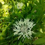 Centaurea cheiranthifolia Blodyn