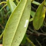 Rhododendron × sochadzeae Leaf