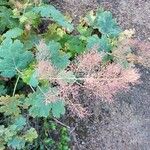 Macleaya cordata Blüte