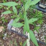 Persicaria lapathifolia Folha