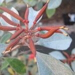 Rhododendron apoanum Flower