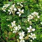 Rubus argutus Vaisius