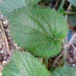 Acalypha herzogiana List