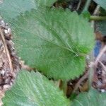 Acalypha herzogiana Leaf