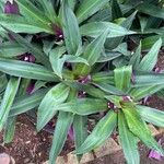 Tradescantia spathaceaपत्ता