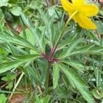 Anemonoides ranunculoides Blatt