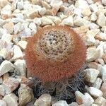 Melocactus matanzanus 葉