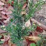Conyza bonariensis 形态